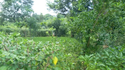 Garden path