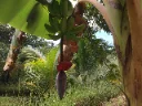 Tropical foliage