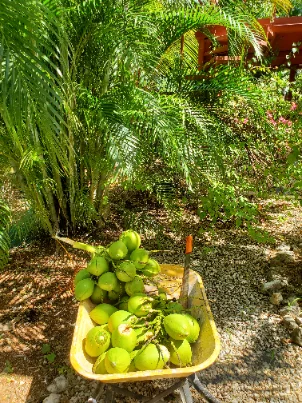 Garden plants