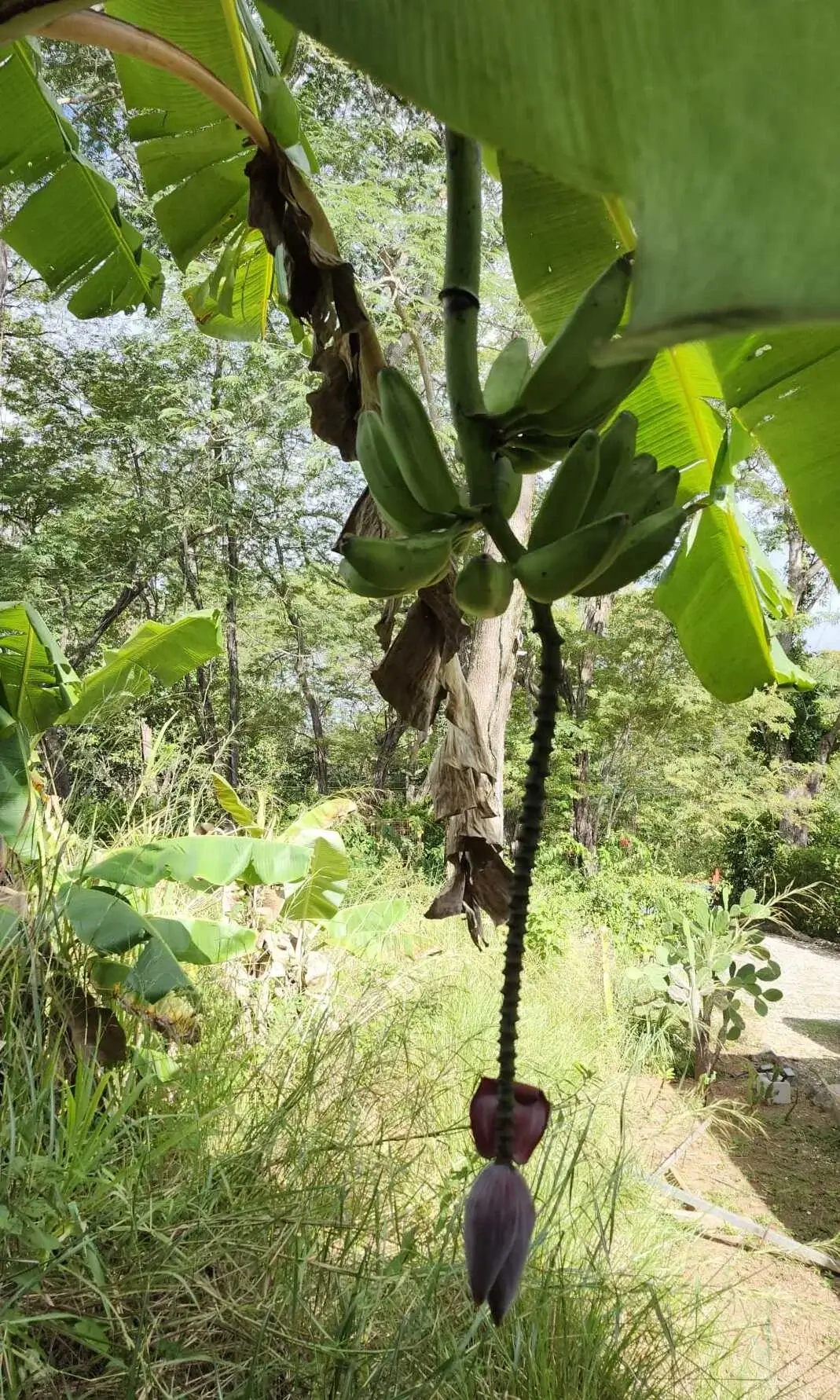 Bananas growing in the garden