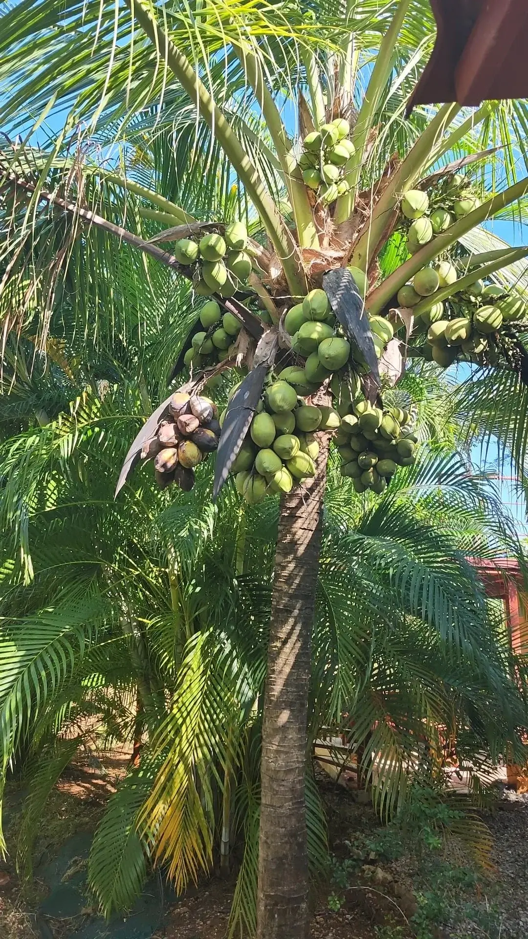 Coconut tree on the property
