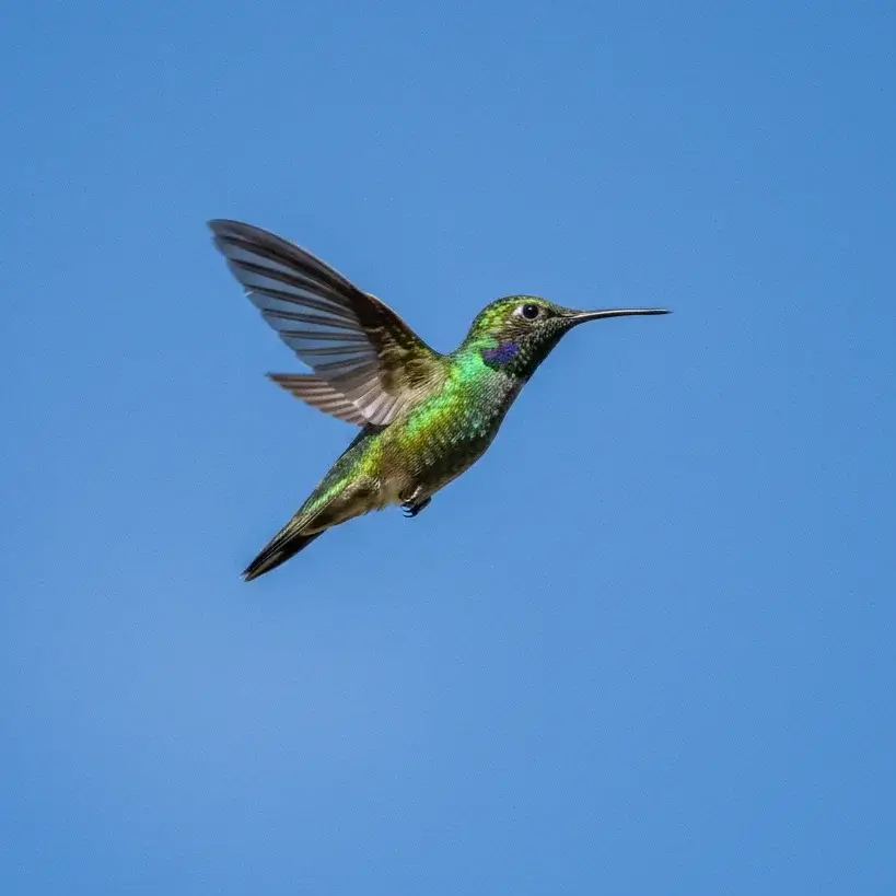 Hummingbird visiting garden flowers