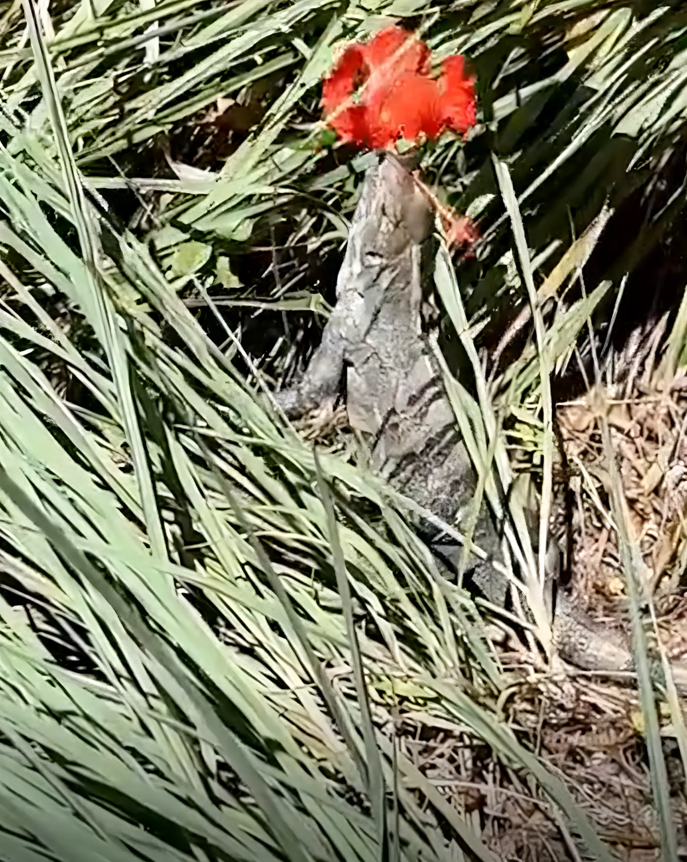Iguana in the garden