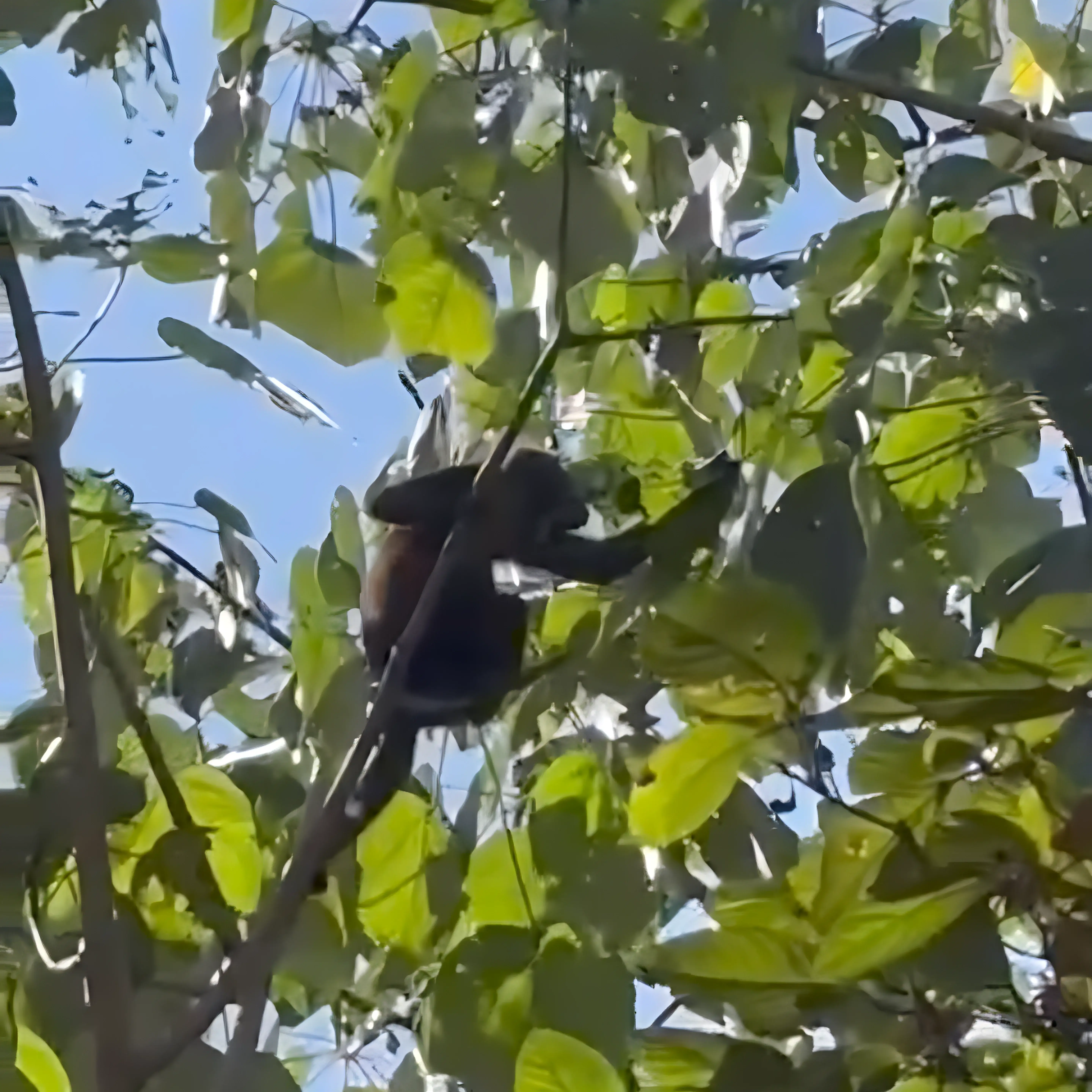 Howler monkey in Playa Lagarto