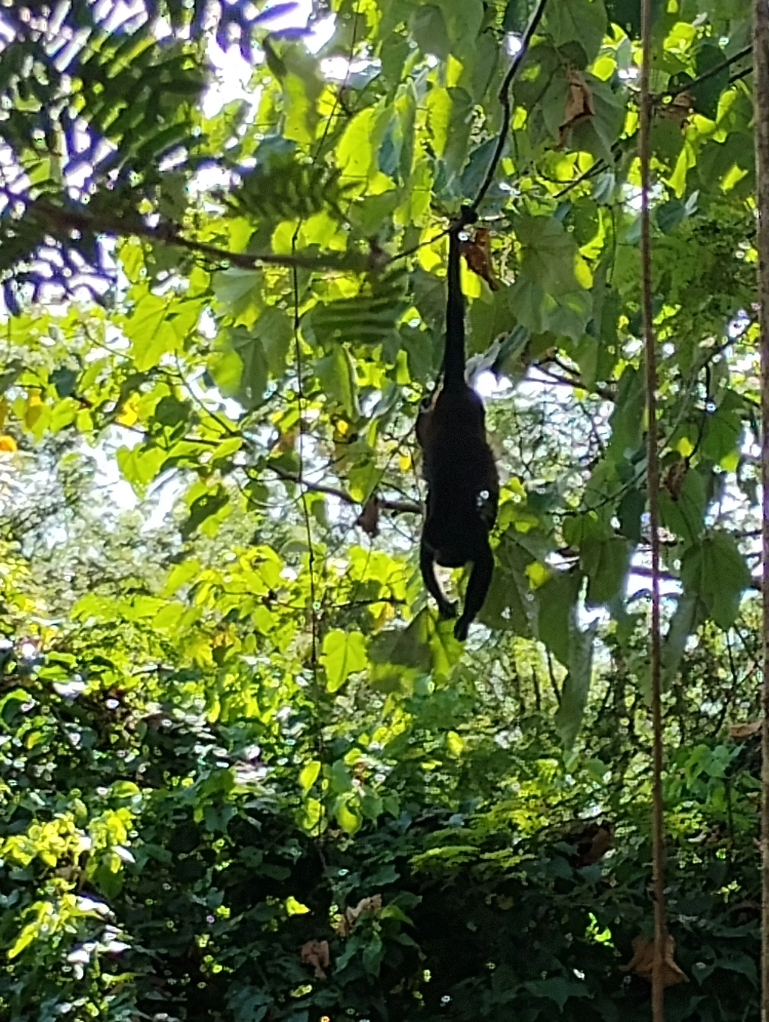 Howler monkey in the garden trees